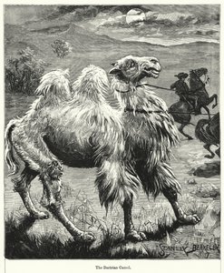 The Bactrian Camel by after Stanley Berkeley